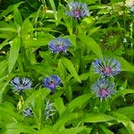 Centaurea montana عادت داشتن