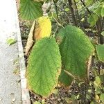 Corylus cornuta Levél