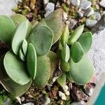 Crassula cotyledonis Leaf
