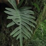 Polypodium cambricum Leaf