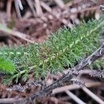 Achillea odorata Лист