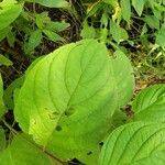 Cornus rugosa Foglia