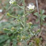 Thesium humifusum Fruit