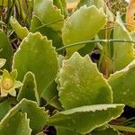 Primula hirsuta Hoja