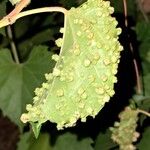 Vitis riparia Ліст