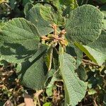 Cordia monoica Folha