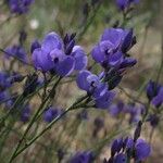 Polygala microphylla Fiore