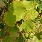 Vitis vulpinaLeaf