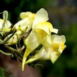 Linaria vulgaris Blüte