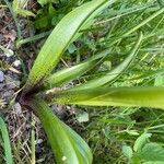 Orchis mascula पत्ता