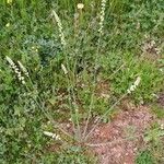 Sesamoides purpurascens 花