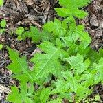 Polymnia canadensis Leaf