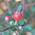 Corokia cotoneaster Vrucht