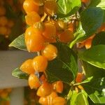 Duranta erecta Mbuma