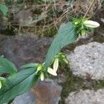 Campanula tracheliumFlower