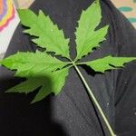 Cyclanthera pedata 整株植物