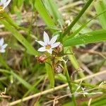 Sisyrinchium rosulatum 花