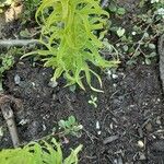 Fritillaria imperialis Natur