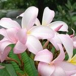 Plumeria obtusa Flower