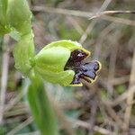 Ophrys fuscaFlower
