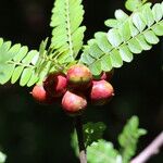 Haplocoelum foliolosum Fruit