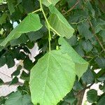 Tilia platyphyllosLeaf