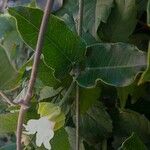 Araujia sericifera Blomst