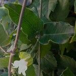 Araujia sericifera Flower