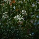Syzygium buxifolium Λουλούδι