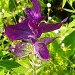 Salvia viridis Flower