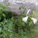 Salvia microphylla Õis