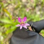 Cuphea glutinosa Fleur