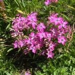 Dianthus pavonius Pokrój