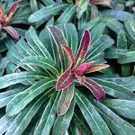Euphorbia x martinii Leaf