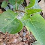 Mirabilis longiflora Leaf