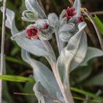 Cynoglossum cheirifolium Flower