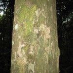 Chaetocarpus schomburgkianus Corteza