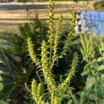 Iva annua Flors