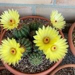 Parodia ottonis Flower