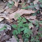 Dicentra cucullaria برگ