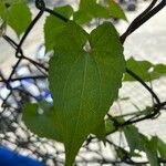 Mikania scandens Fuelha