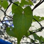 Mikania scandens Leaf