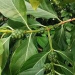 Morinda citrifolia Плід