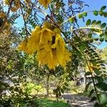 Sophora microphylla Flor