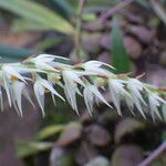 Bulbophyllum josephi Flower