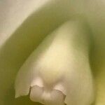Cattleya mendelii Žiedas