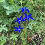 Gentiana utriculosa Квітка