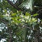 Archidendropsis granulosa Flower