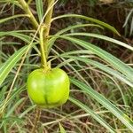 Thevetia peruviana Owoc