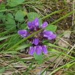 Prunella grandifloraBloem